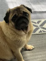 Gracie, a female Pug for sale in Lakeland, FL – 6 of 6