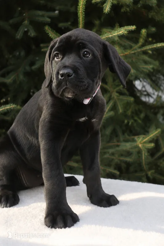 Nala – Cane Corso puppy for sale in Kent, WA