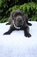 Nala, a female Cane Corso for sale in Kent, WA – 6 of 6