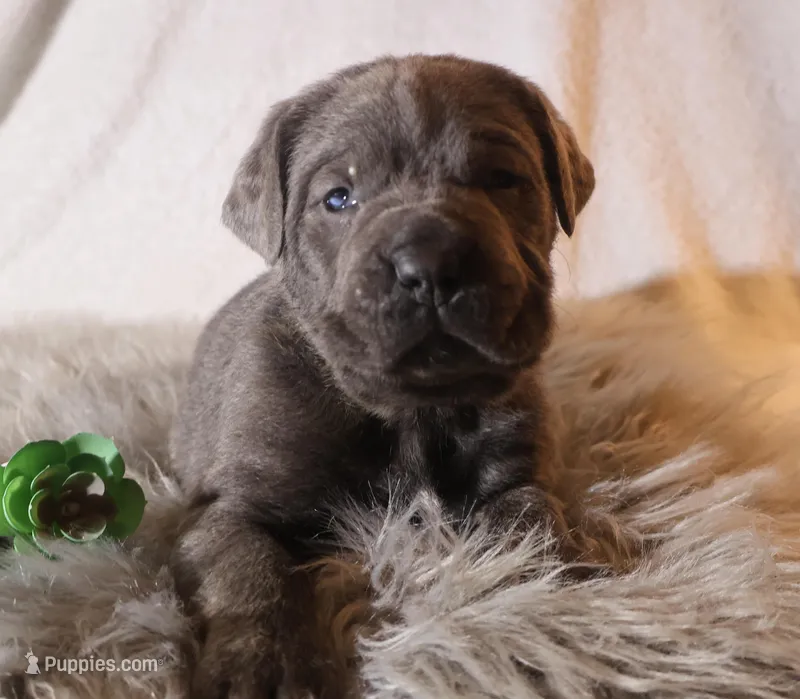 Nala – Cane Corso puppy for sale in Kent, WA