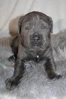 Nala, a female Cane Corso for sale in Kent, WA – Photo 5 of 6