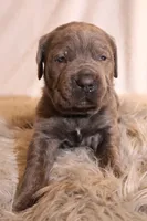 Nala, a female Cane Corso for sale in Kent, WA – Photo 6 of 6