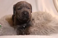 Nala, a female Cane Corso for sale in Kent, WA – Photo 4 of 6