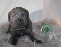 Nala, a female Cane Corso for sale in Kent, WA – Photo 2 of 6