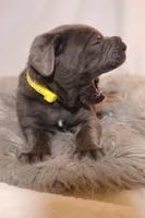 Nala, a female Cane Corso for sale in Kent, WA – Photo 3 of 6