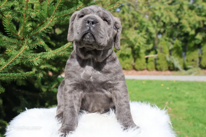 Nala – Cane Corso puppy for sale in Kent, WA
