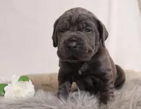 Nina, a female Cane Corso for sale in Kent, WA – Photo 3 of 7