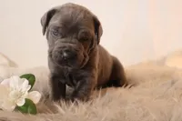 Nina, a female Cane Corso for sale in Kent, WA – Photo 5 of 7