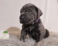 Nina, a female Cane Corso for sale in Kent, WA – Photo 2 of 7