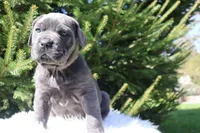 Nina, a female Cane Corso for sale in Kent, WA – Photo 3 of 7