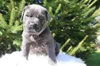 Nina, a female Cane Corso for sale in Kent, WA – Photo 2 of 7