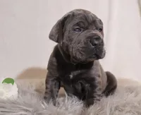 Nina, a female Cane Corso for sale in Kent, WA – Photo 4 of 7