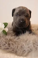 Nina, a female Cane Corso for sale in Kent, WA – Photo 7 of 7