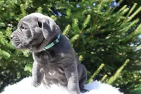 Nina, a female Cane Corso for sale in Kent, WA – Photo 6 of 7