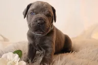 Nina, a female Cane Corso for sale in Kent, WA – Photo 6 of 7