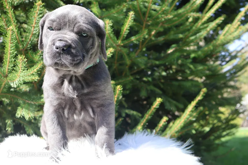 Nina – Cane Corso puppy for sale in Kent, WA