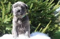 Nina, a female Cane Corso for sale in Kent, WA – Photo 4 of 7