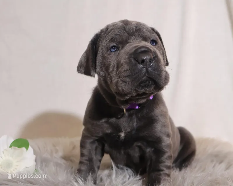 Nina – Cane Corso puppy for sale in Kent, WA