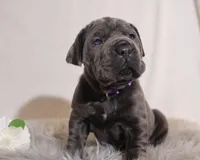 Nina, a female Cane Corso for sale in Kent, WA – Photo 1 of 7