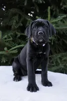 Nala, a female Cane Corso for sale in Kent, WA – 4 of 5