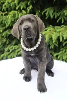 Nala, a female Cane Corso for sale in Kent, WA – 4 of 6