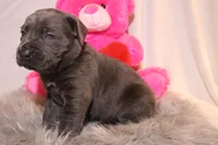 Zoe, a female Cane Corso for sale in Kent, WA – Photo 5 of 7