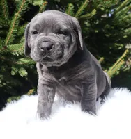 Zoe, a female Cane Corso for sale in Kent, WA – Photo 2 of 9