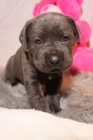 Zoe, a female Cane Corso for sale in Kent, WA – Photo 4 of 7