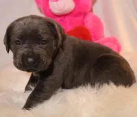 Zoe, a female Cane Corso for sale in Kent, WA – Photo 2 of 7