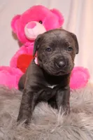 Zoe, a female Cane Corso for sale in Kent, WA – Photo 6 of 7