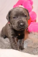 Zoe, a female Cane Corso for sale in Kent, WA – Photo 7 of 7