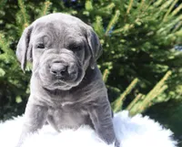Zoe, a female Cane Corso for sale in Kent, WA – Photo 1 of 9