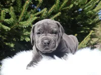 Zoe, a female Cane Corso for sale in Kent, WA – Photo 3 of 9