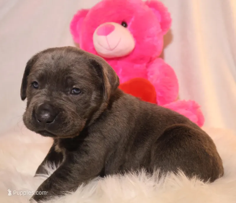 Zoe – Cane Corso puppy for sale in Kent, WA