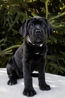 Nala, a female Cane Corso for sale in Kent, WA – 2 of 5