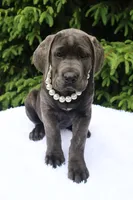 Nala, a female Cane Corso for sale in Kent, WA – 2 of 6