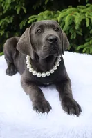 Nala, a female Cane Corso for sale in Kent, WA – 5 of 6