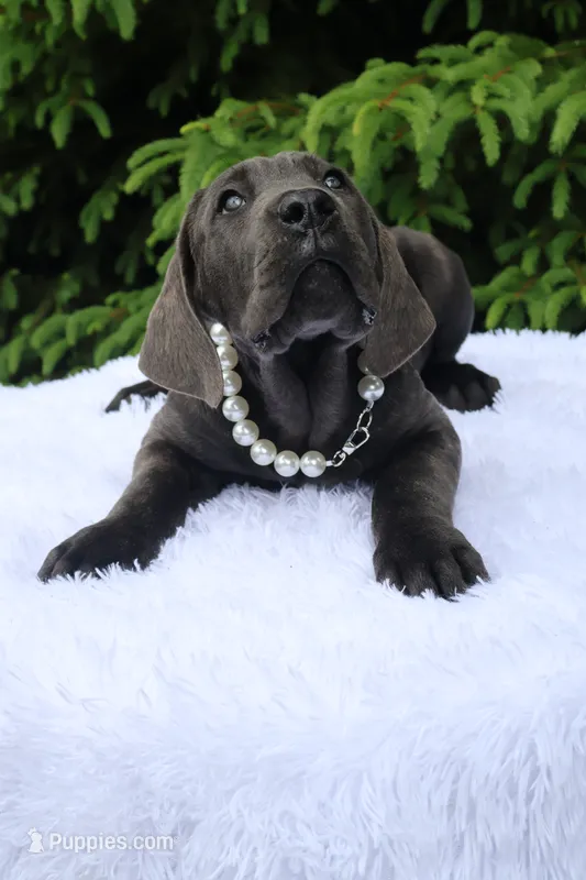Nala – Cane Corso puppy for sale in Kent, WA