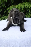Nala, a female Cane Corso for sale in Kent, WA – 1 of 6