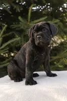 Lola, a female Cane Corso for sale in Kent, WA – 4 of 4