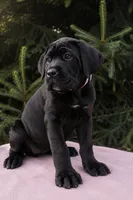 Nala, a female Cane Corso for sale in Kent, WA – 3 of 5