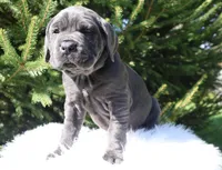 Lola, a female Cane Corso for sale in Kent, WA – Photo 2 of 7