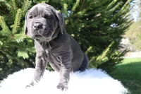 Lola, a female Cane Corso for sale in Kent, WA – Photo 5 of 7