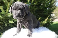 Lola, a female Cane Corso for sale in Kent, WA – Photo 6 of 7