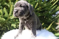 Lola, a female Cane Corso for sale in Kent, WA – Photo 4 of 7