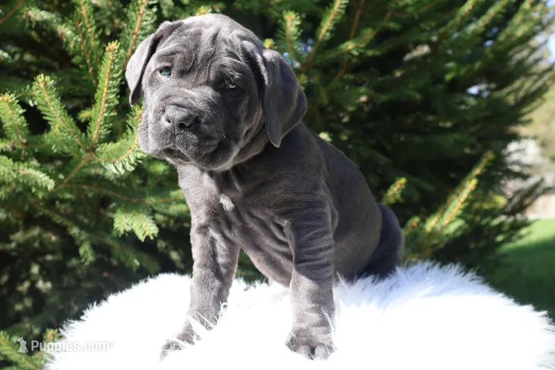 Lola, a female Cane Corso for sale in Kent, WA – Photo 1 of 7
