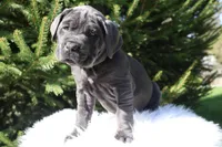 Lola, a female Cane Corso for sale in Kent, WA – Photo 1 of 7