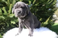 Lola, a female Cane Corso for sale in Kent, WA – Photo 3 of 7