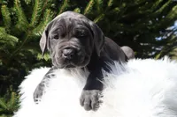 Lola, a female Cane Corso for sale in Kent, WA – Photo 7 of 7