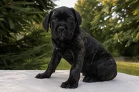 Lola, a female Cane Corso for sale in Kent, WA – 2 of 4